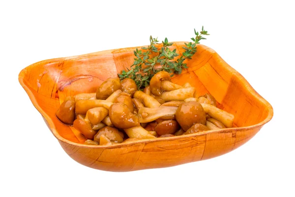Armillaria — Stock Image Armillaria Stock Photo