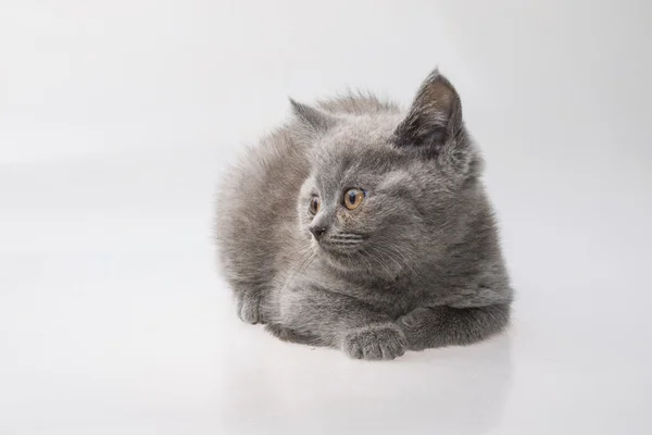 Schottische Faltenkatze — Stockfoto