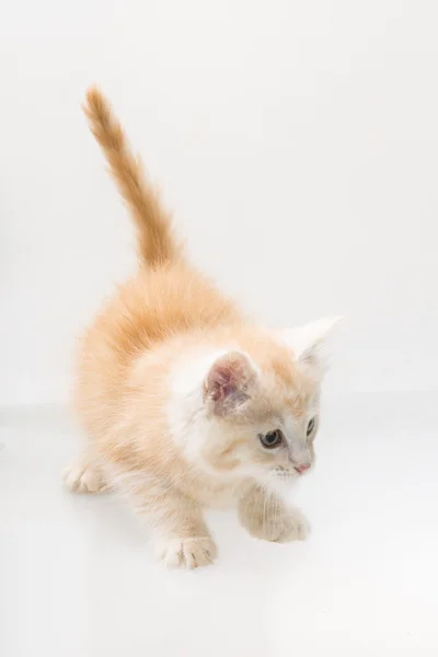 Maine Coon Cat — Stock Photo, Image