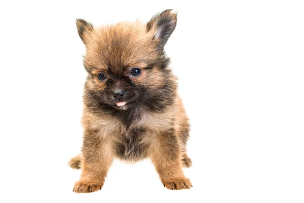 Chihuahua puppy — Stock Photo, Image