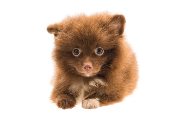 Pomeranian spitz puppy — Stock Photo, Image