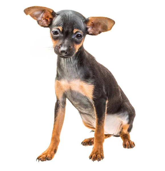 Toy terrier — Stock Photo, Image