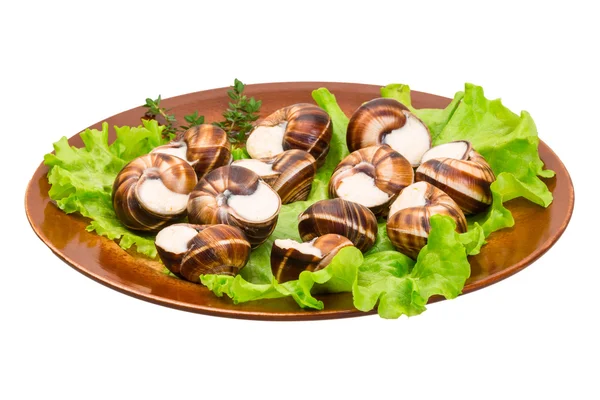 Escargot — Foto Stock