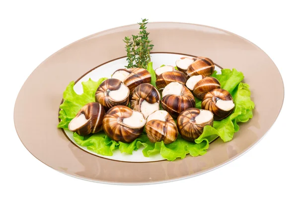 Escargot. — Fotografia de Stock