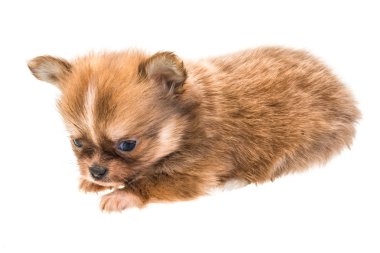 Chihuahua yavrusu