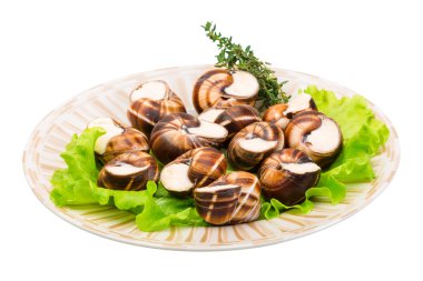 salyangoz