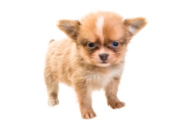 Chihuahua yavrusu