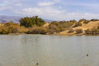maspalomas dunas vahası