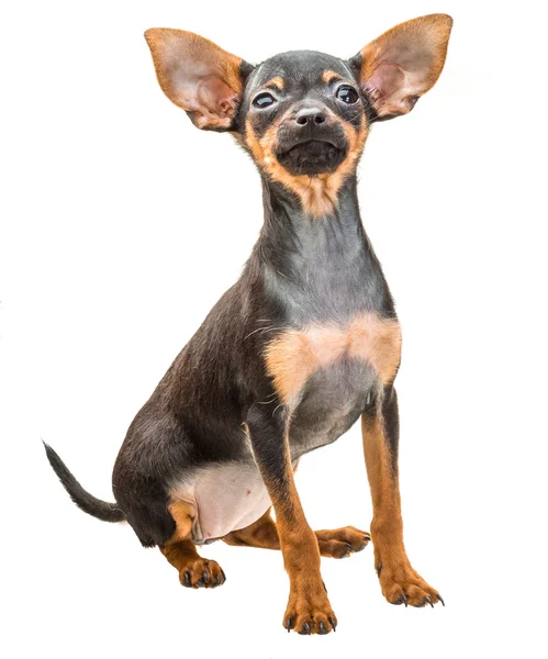 Toy terrier — Stock Photo, Image