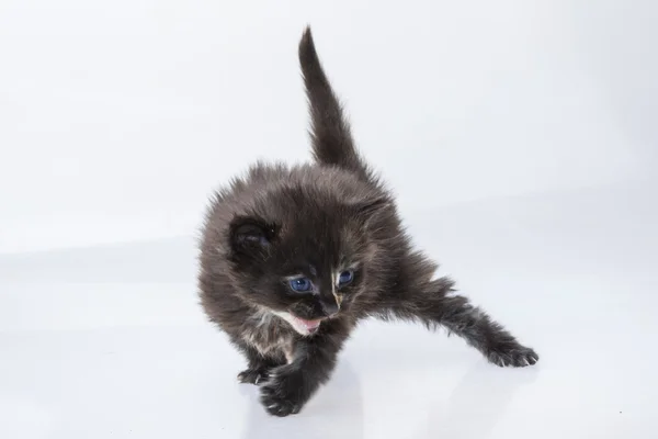 Maine Coon gatto — Foto Stock