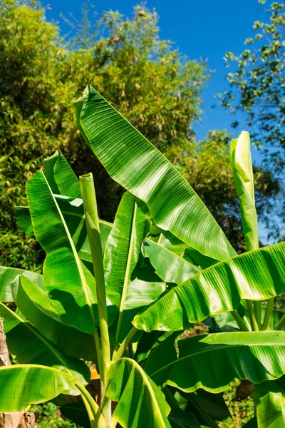 Albero di banane — Foto Stock