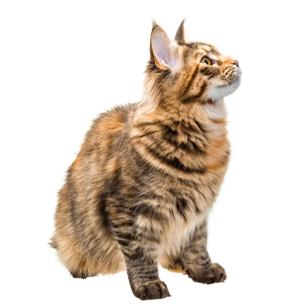 Young cat — Stock Photo, Image
