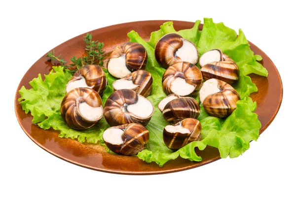 Escargot — Stockfoto