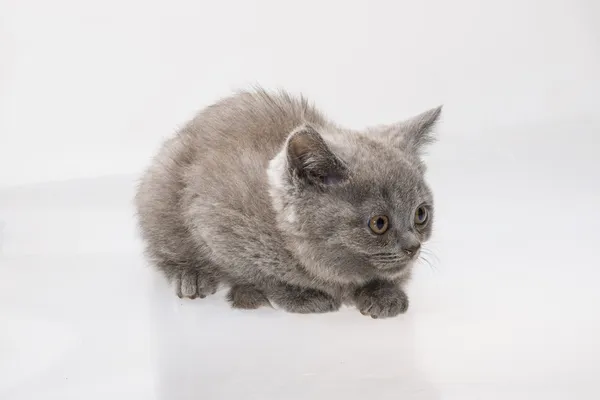 Schottische Faltenkatze — Stockfoto