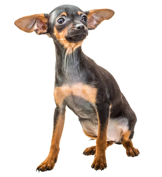 Toy terrier — Stock Photo, Image