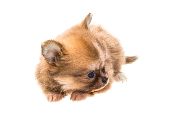 Chihuahua valp — Stockfoto