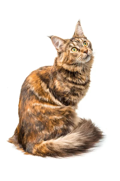 Ung katt — Stockfoto