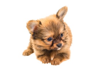Chihuahua yavrusu