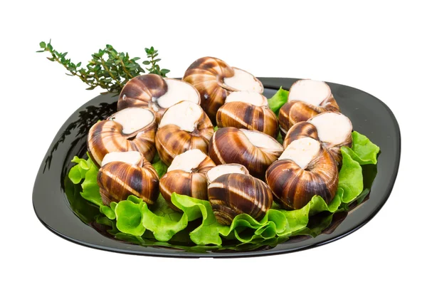 Escargot — Stock Photo, Image