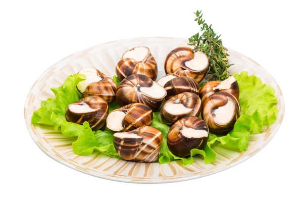 Escargot com molho de queijo — Fotografia de Stock