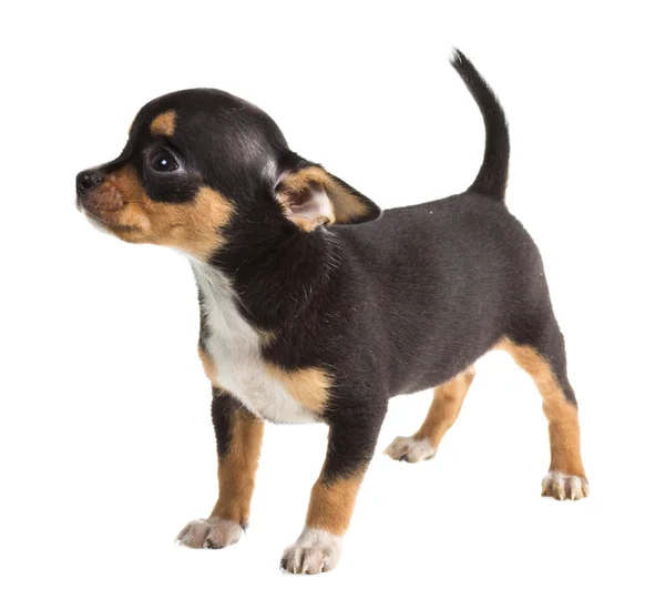 Коротковолосый щенок чихуахуа — стоковое фото