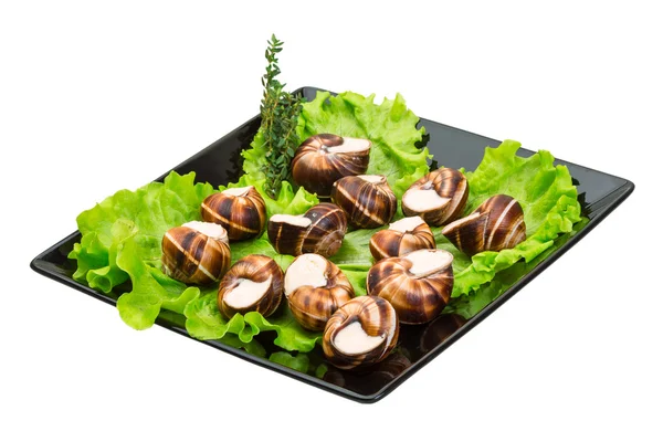 Escargot — Foto Stock