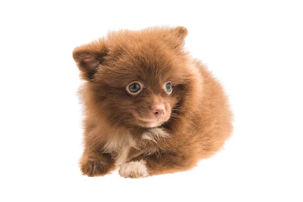 Pomeranian spitz cachorro — Foto de Stock