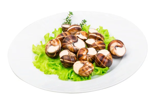 Escargot — Foto Stock