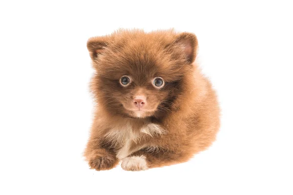 Pomeranian κουτάβι σπιτζ — Φωτογραφία Αρχείου