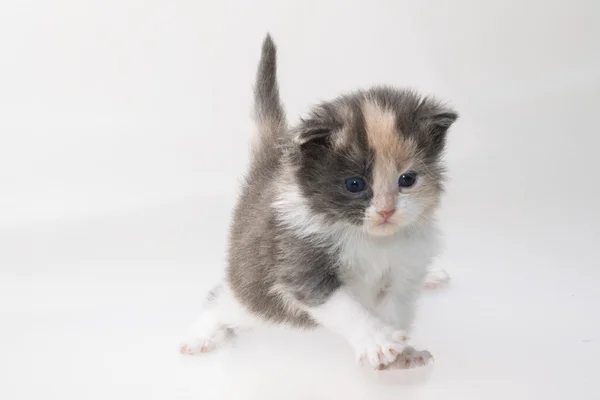 Maine Coon gatto — Foto Stock