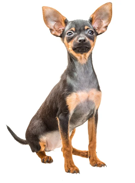 Toy terrier — Stock Photo, Image