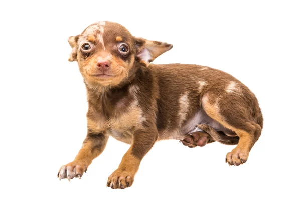 Terrier de juguete — Foto de Stock