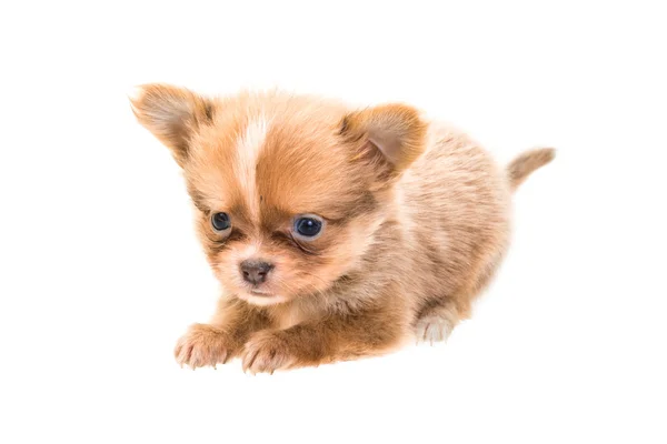 Szczeniak Chihuahua — Zdjęcie stockowe