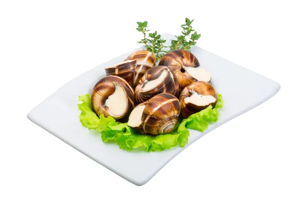 Schnecke — Stockfoto