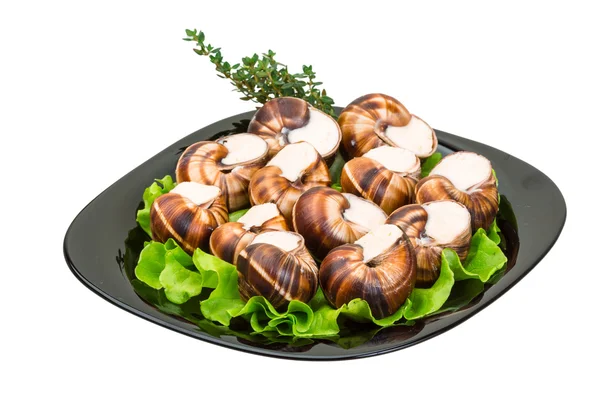 Escargot — Foto Stock