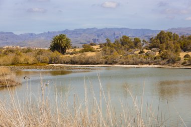maspalomas dunas vahası