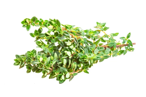 Thyme — Stock Photo, Image