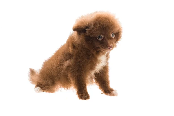 ポメラニアスピッツ子犬 — ストック写真