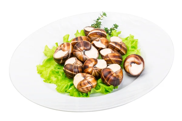 Escargot — Stock Photo, Image