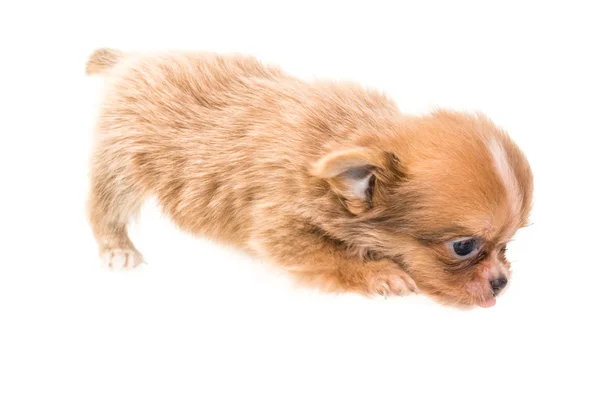 Cãozinho Chihuahua — Fotografia de Stock