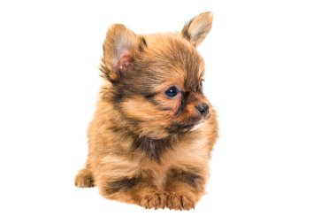 Chihuahua yavrusu