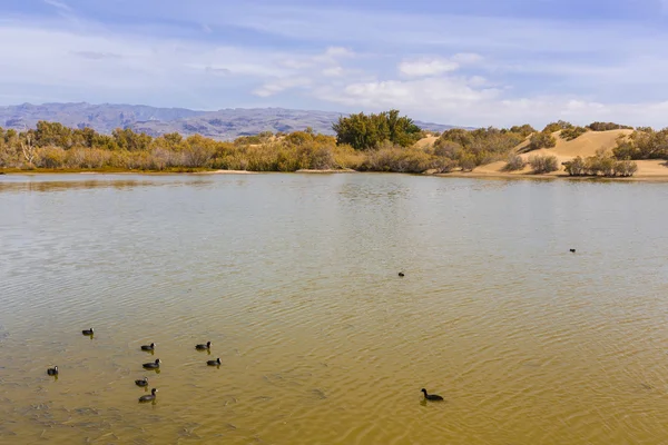 Oasi a Maspalomas Dunas — Foto Stock