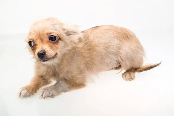 Terrier de juguete — Foto de Stock