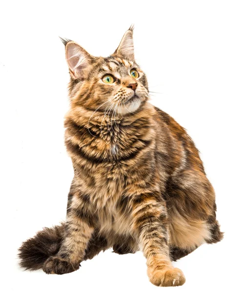 Ung katt — Stockfoto