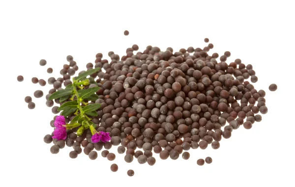 Black mustard seeds — Stock Photo, Image