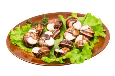 salyangoz