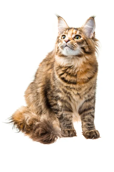 Young cat — Stock Photo, Image