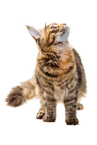 Gato joven — Foto de Stock