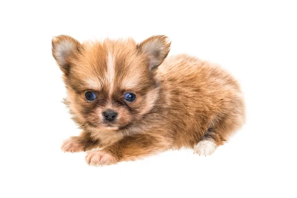 Szczeniak Chihuahua — Zdjęcie stockowe