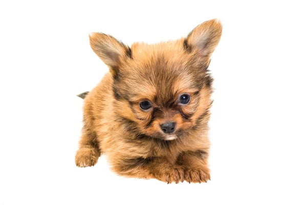 Chihuahua puppy — Stock Photo, Image